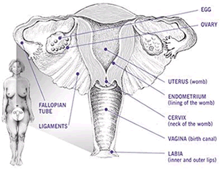 Endometrial most cancers megace cervical most cancers remedy pleasant suggestions