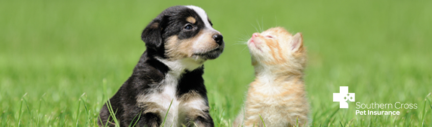 Southern Cross Pet Insurance - Southern Cross NZ