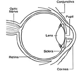Cataracts 1