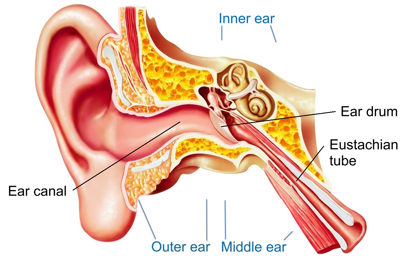 Can You Put Alcohol In Your Ear To Dry Up Fluid Ear Infection Middle Ear Symptoms Treatment Southern Cross Nz
