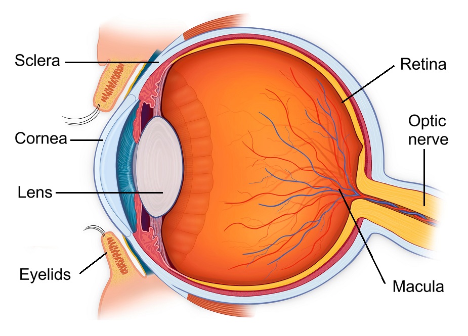 Optometrist Orlando