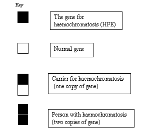 Haemochromatosis 1