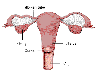 Hysterectomy 1