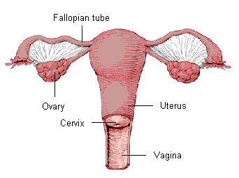 Image result for hysterectomy