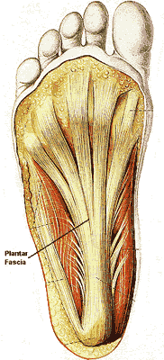 Plantar Fasciitis Symptoms And Treatment Southern Cross Nz Plantar Fasciitis Symptoms And Treatment Southern Cross Nz
