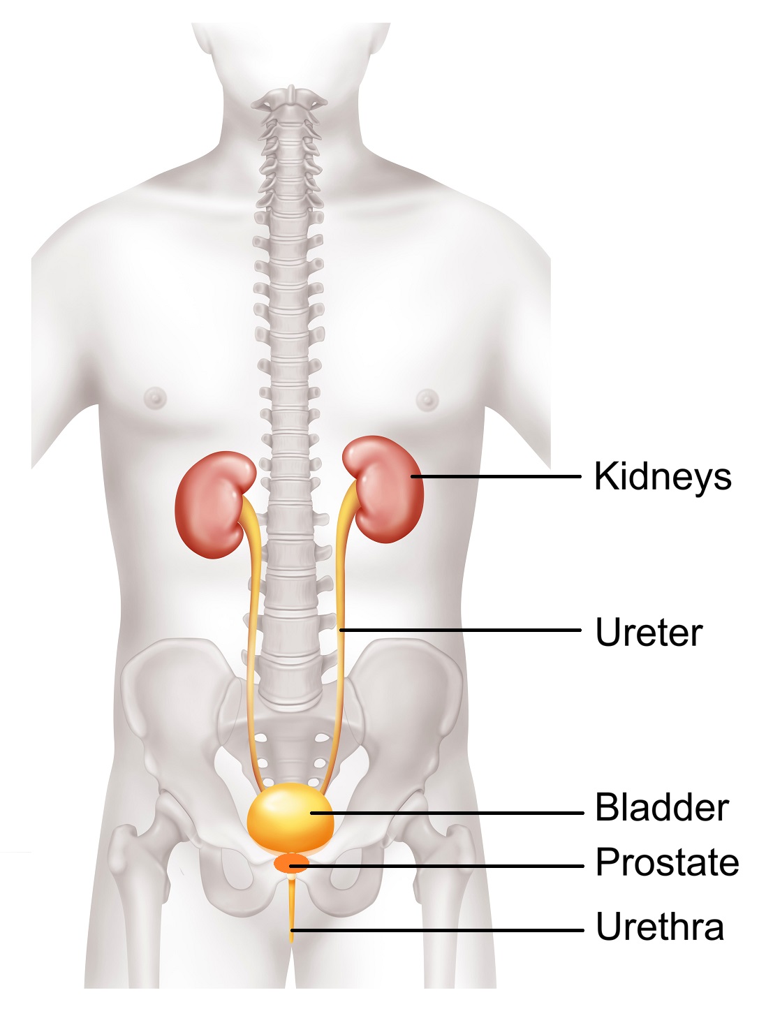 Treatment Enlarged Prostate Benign Prostatic Hyperplasia Bph