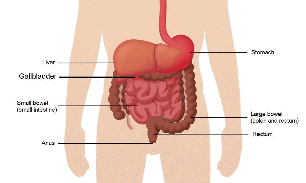 gastrointestinal tract gallbladder