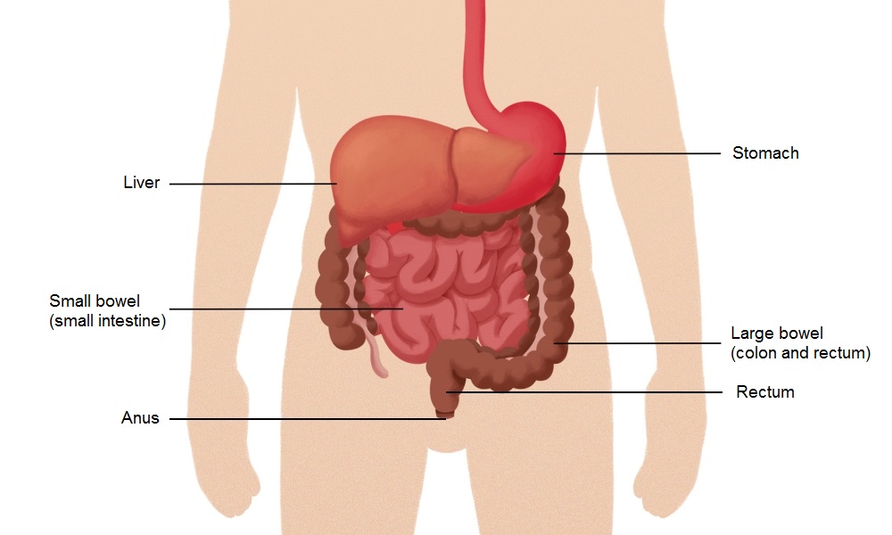 tractul gastro-intestinal