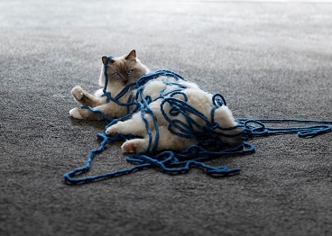 Cat tangled in fishing line