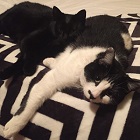 Indie and Juno 140x140