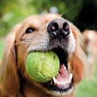 Naughty Lab image 140x140