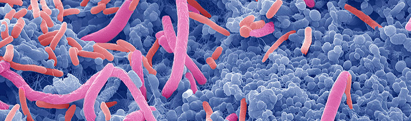 SCHS_Health_Professionals_Banner