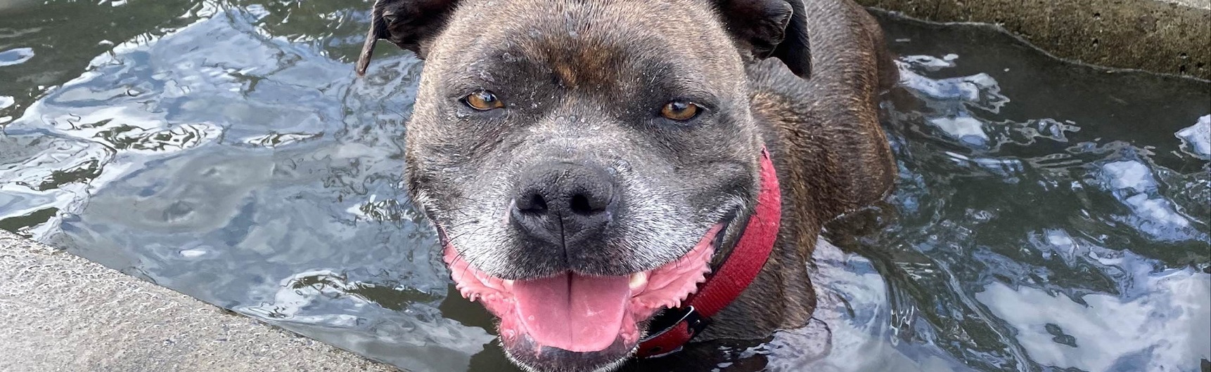 Summer pet tips_hero