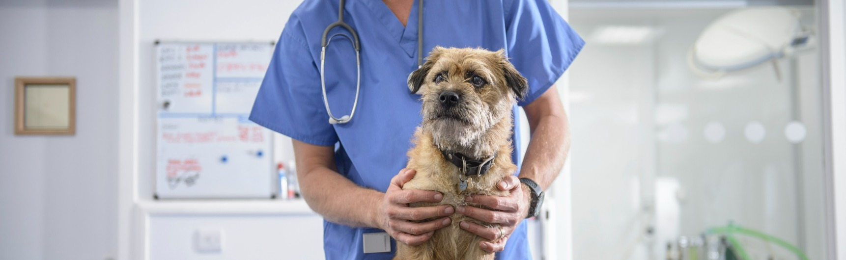 A vet holds a dog at the clinic