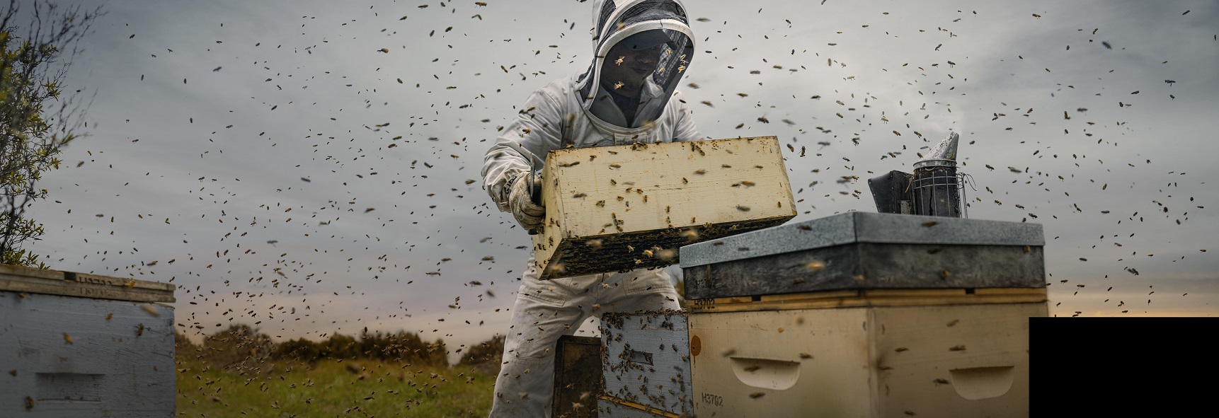 SCHI-oha-honey-hero SCHI-oha-honey-hero