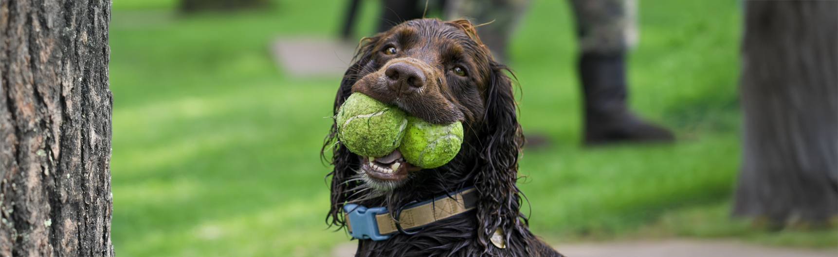 Dog with two tennis balls in mouth
