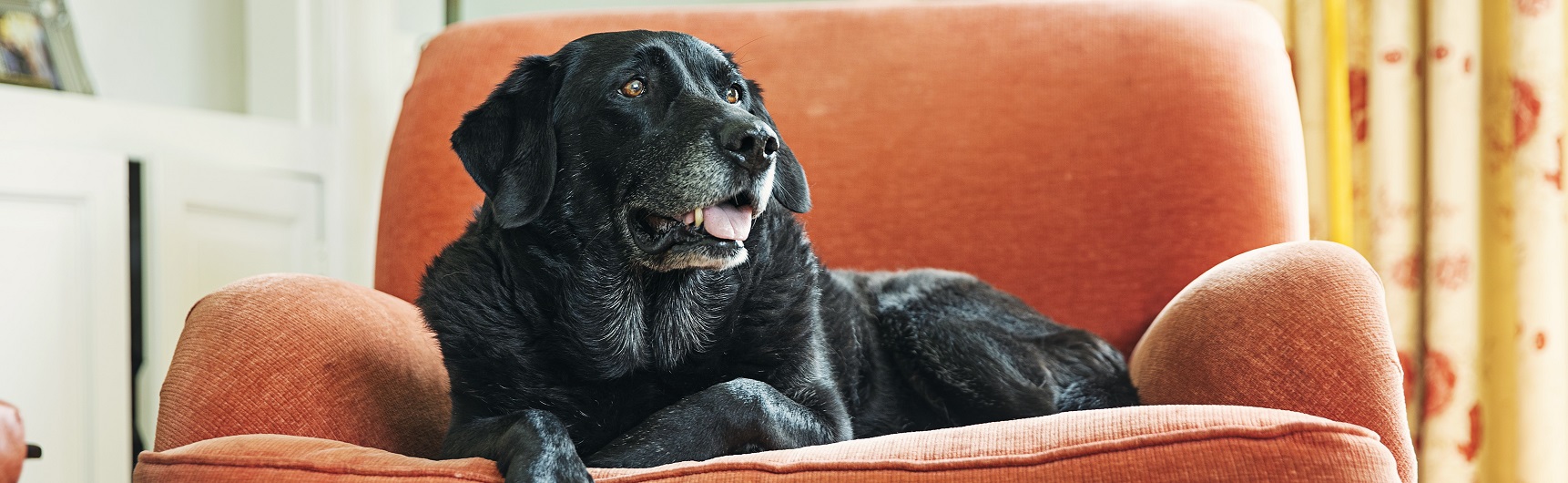 A dog laying on a couch