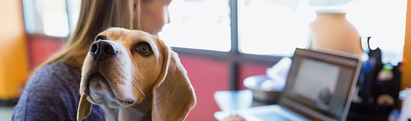 Key environment tips to improve the productivity and wellbeing of your people Woman petting a dog while working on her laptop, in the office