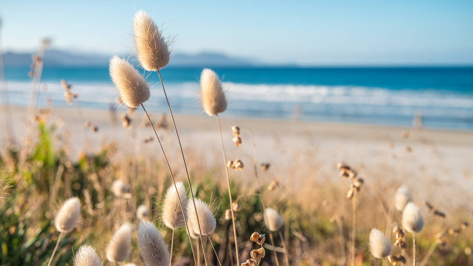 Southern Cross - Reeds in the wind on the beach Reeds in the wind on the beach