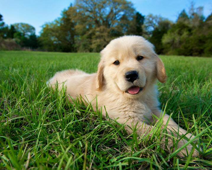 A puppy laying in the grass