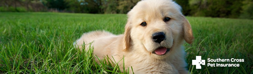 Southern Cross Pet Insurance - member offer A puppy laying in the grass